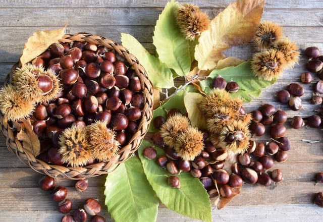 Castagne fresche appena raccolte