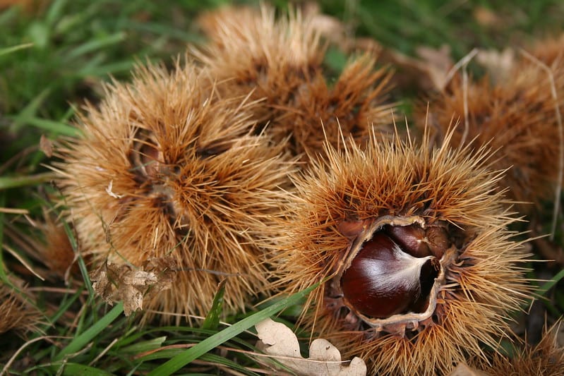 Castagne nei ricci
