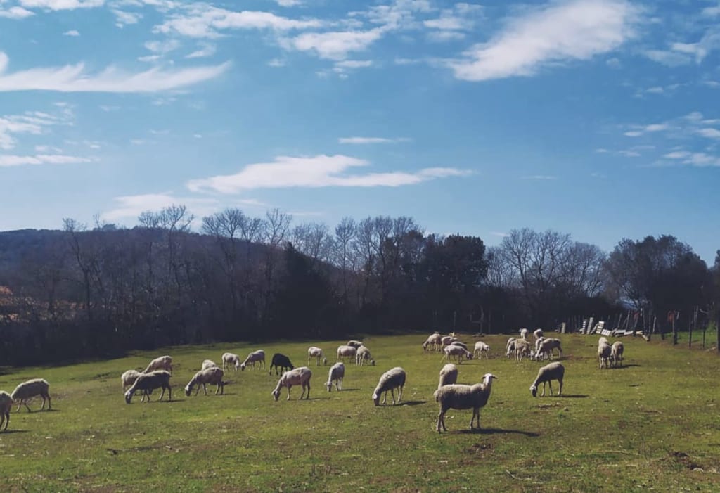 Le pecore Lacaune al pascolo