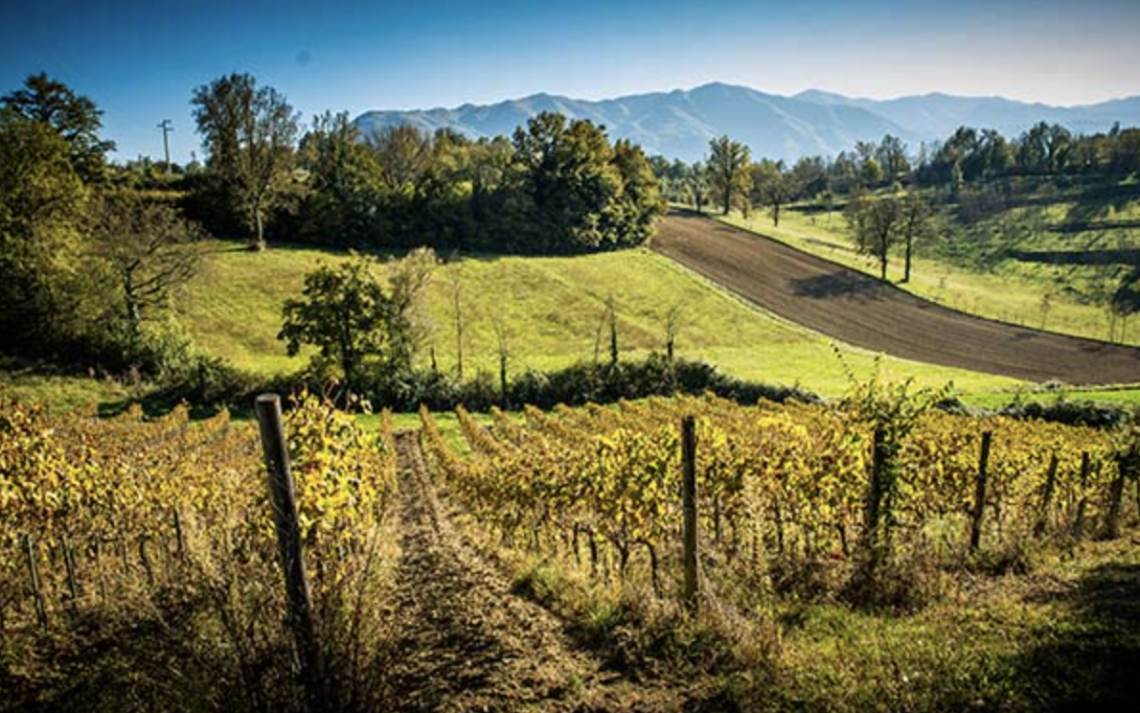 azienda vinicola Cominium