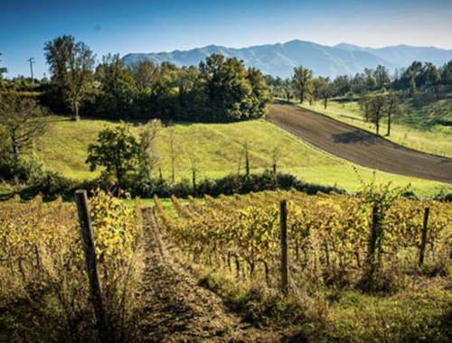 azienda vinicola Cominium
