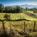 azienda vinicola Cominium